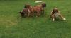 Puppies for sale Georgia, Poti Boxer