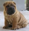 Puppies for sale Greece, Athens Shar Pei