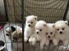 Puppies for sale Cyprus, Larnaca German spitz