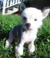 Puppies for sale Czech Republic, Brno Chinese crested dog