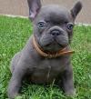 Puppies for sale United Kingdom, Norfolk Island French Bulldog