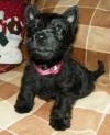 Puppies for sale Germany, Munich Scotch-terrier