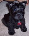 Puppies for sale Netherlands, Maastricht Scotch-terrier