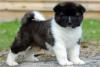 Puppies for sale Belgium, Brussels Akita