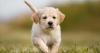 Puppies for sale Germany, Solingen Golden Retriever