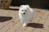 Puppies for sale Finland,  Japanese spitz