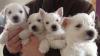 Puppies for sale France, Paris West Highland White Terrier