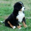 Puppies for sale Germany, Wurzburg Bernese Mountain Dog