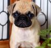 Puppies for sale United Kingdom, Southport Pug