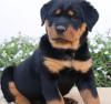 Puppies for sale United Kingdom, Nottingham Rottweiler