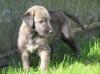 Puppies for sale Germany, Chemnitz Irish Wolfhound
