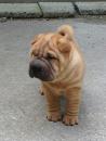 Puppies for sale Finland, Helsinki Shar Pei