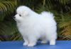 Puppies for sale Germany, Baden-Baden Japanese spitz