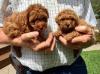 Puppies for sale Hungary, Budapest Toy-poodle