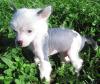 Puppies for sale Malta, Valletta Chinese crested dog