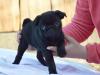 Puppies for sale Finland, Helsinki Pug
