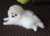 Puppies for sale Italy, Rome Pomeranian Spitz