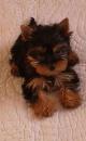 Puppies for sale Germany, Dessau Yorkshire Terrier