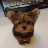 Puppies for sale Cyprus, Limassol Yorkshire Terrier