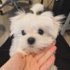 Puppies for sale Belgium, Gant Maltese