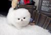 Puppies for sale Finland, Rovaniemi Pomeranian Spitz