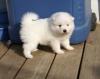 Puppies for sale Finland, Helsinki Japanese spitz