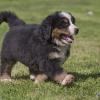 Puppies for sale Greece, Patra Bernese Mountain Dog