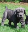 Puppies for sale France, Paris Italian Corso Dog