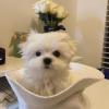 Puppies for sale Italy, Bolzano Maltese
