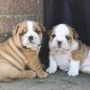 Puppies for sale Lithuania, Zarasai English Bulldog