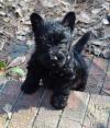 Puppies for sale Czech Republic, Brno Scotch-terrier