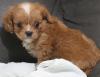 Puppies for sale Cyprus, Nicosia Other breed, Cavapoo