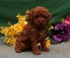 Puppies for sale Slovakia, Bratislava French Bulldog