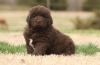 Puppies for sale Lithuania, Vilnius Newfoundland
