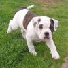 Puppies for sale Sweden, Stockholm , alapaa bulldog