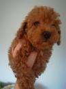 Puppies for sale Slovakia, Bratislava Toy-poodle