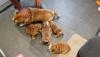 Puppies for sale Germany, Dresden English Bulldog