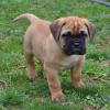 Puppies for sale Latvia, Riga Bullmastiff