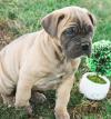 Puppies for sale Germany, Karlstadt Italian Corso Dog