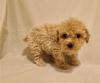 Puppies for sale Greece, Thessaloniki Poodle