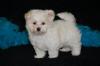 Puppies for sale Belgium, Brussels Maltese