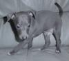 Puppies for sale Cyprus, Limassol Italian Greyhound