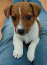 Puppies for sale Slovakia, Bratislava Jack Russell Terrier