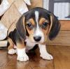 Puppies for sale Finland, Helsinki Beagle