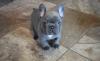Puppies for sale Germany, Giessen French Bulldog