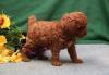 Puppies for sale Czech Republic, Prague Toy-poodle