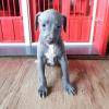 Puppies for sale Germany, Magdeburg Italian Greyhound