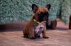 Puppies for sale Netherlands, Groningen French Bulldog