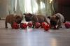 Puppies for sale Netherlands, Voorburg French Bulldog