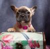 Puppies for sale Belgium, Brussels French Bulldog